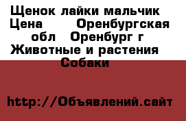Щенок лайки мальчик › Цена ­ 1 - Оренбургская обл., Оренбург г. Животные и растения » Собаки   